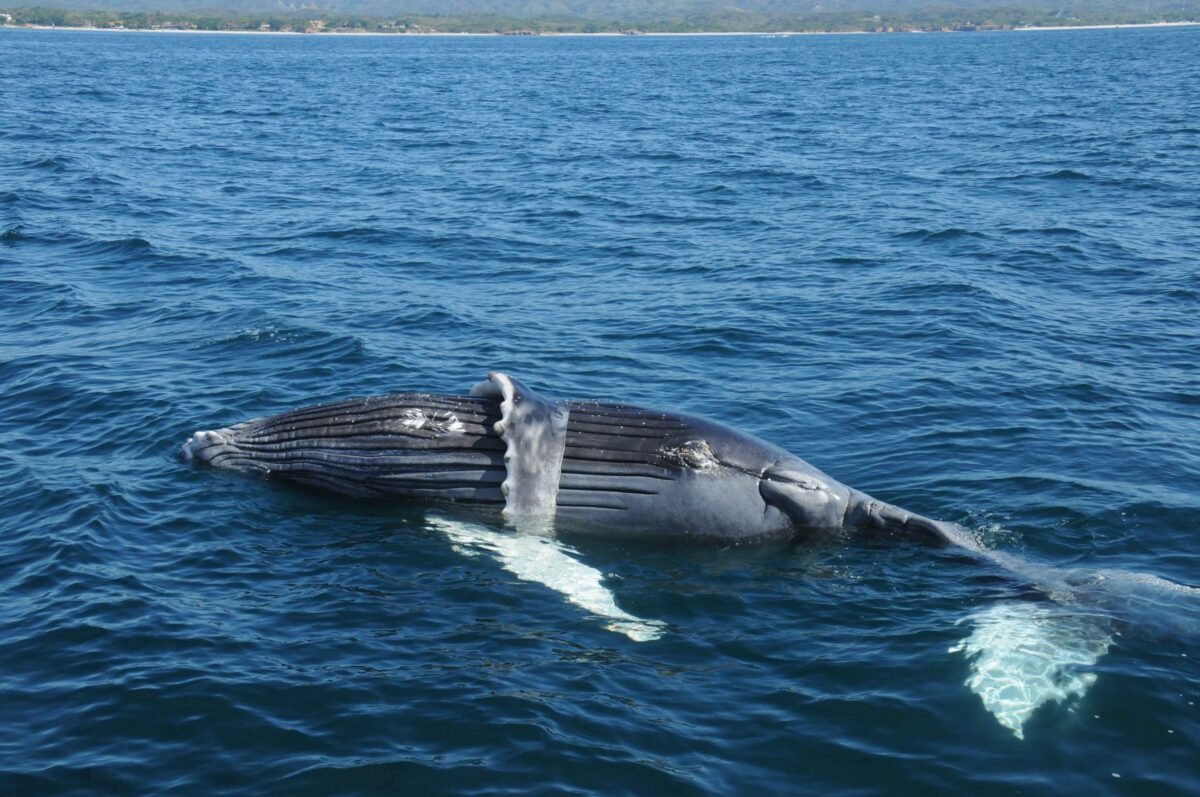 Proyecto de escalera náutica amenaza a mantarrayas gigantes, ballenas y tortugas en México